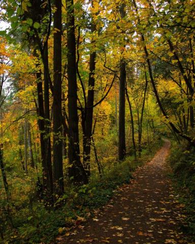 tree-lined path in Hendricks Park